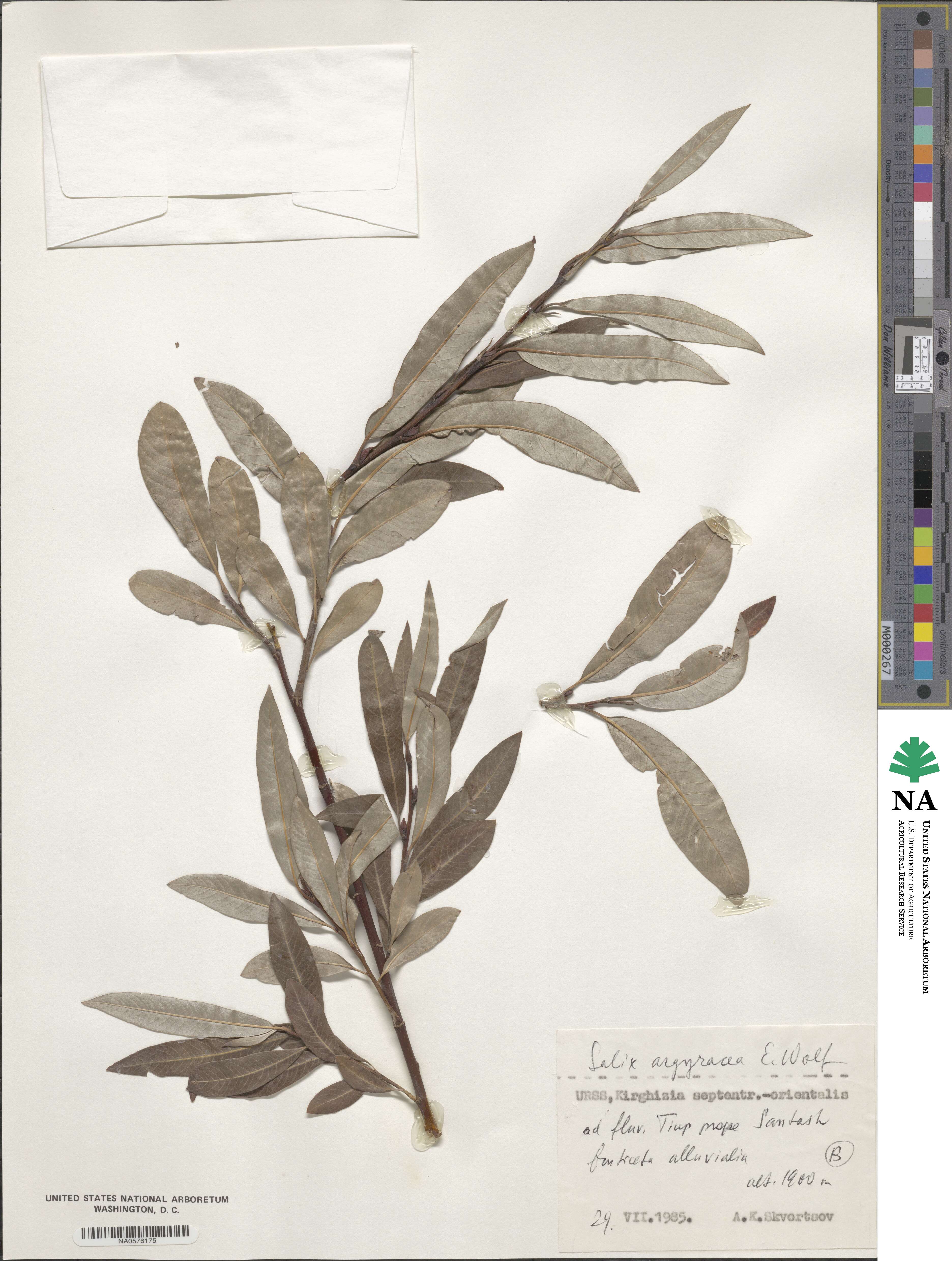 Salix argyracea image