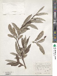 Salix argyracea image