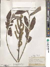 Salix acuminata image