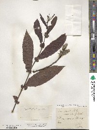 Salix acuminata image