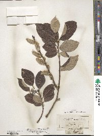 Salix acuminata image