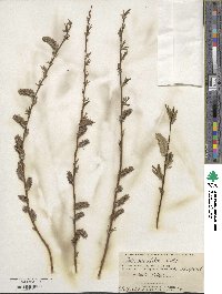 Salix acutifolia image