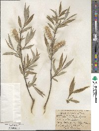 Salix acutifolia image