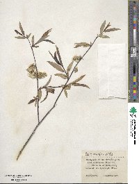 Salix acutifolia image