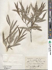 Salix acutifolia image