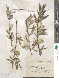 Salix acutifolia image