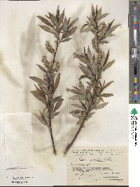 Salix acutifolia image