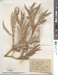 Salix acutifolia image