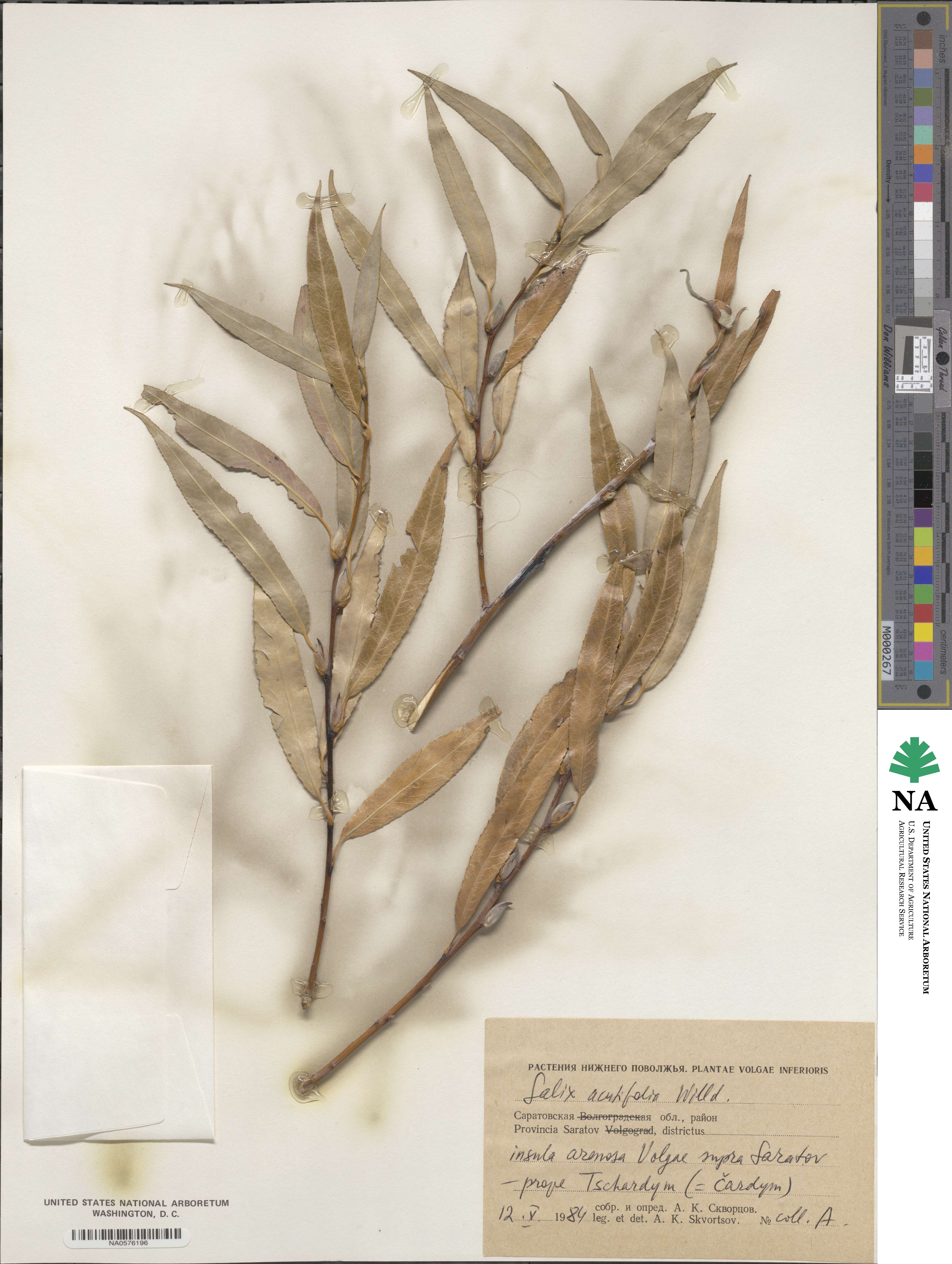 Salix acutifolia image