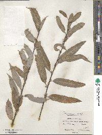 Salix acutifolia image