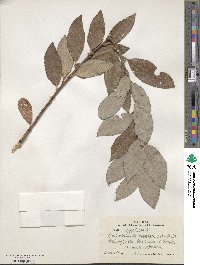 Salix aegyptiaca image