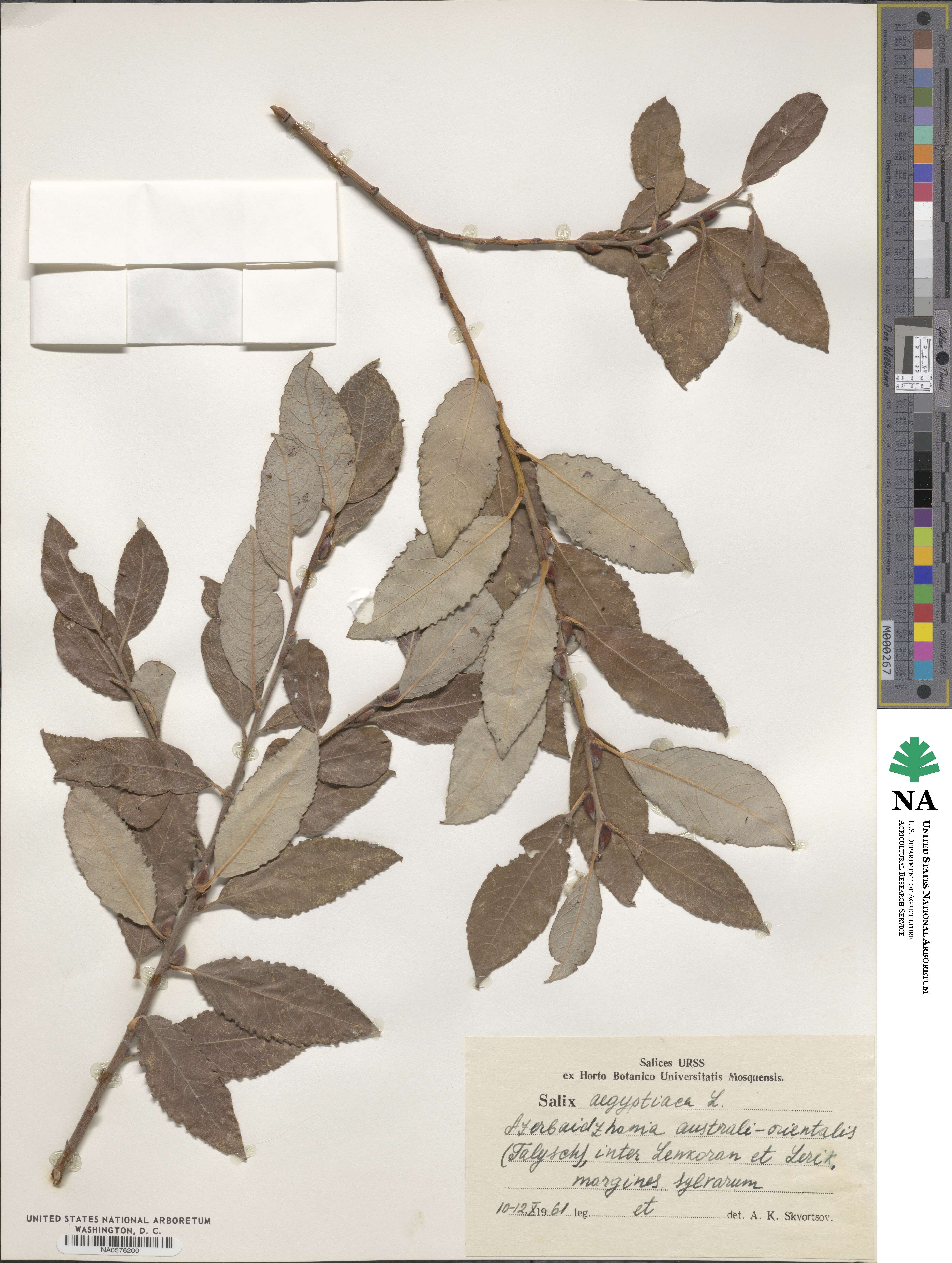 Salix aegyptiaca image