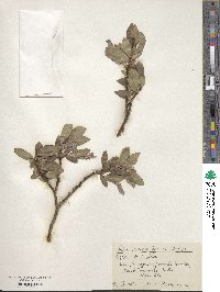 Salix alatavica image