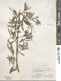 Salix alba image