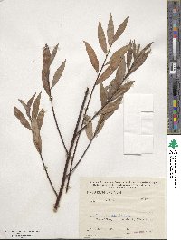 Salix alba image