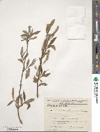 Salix alba image