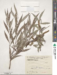 Salix alba image