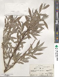 Salix alba image