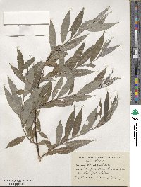 Salix alba image