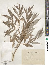 Salix alba image