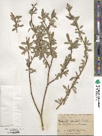 Salix alba image