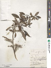 Salix alba image