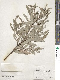 Salix alba image