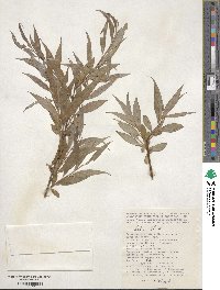 Salix alba image