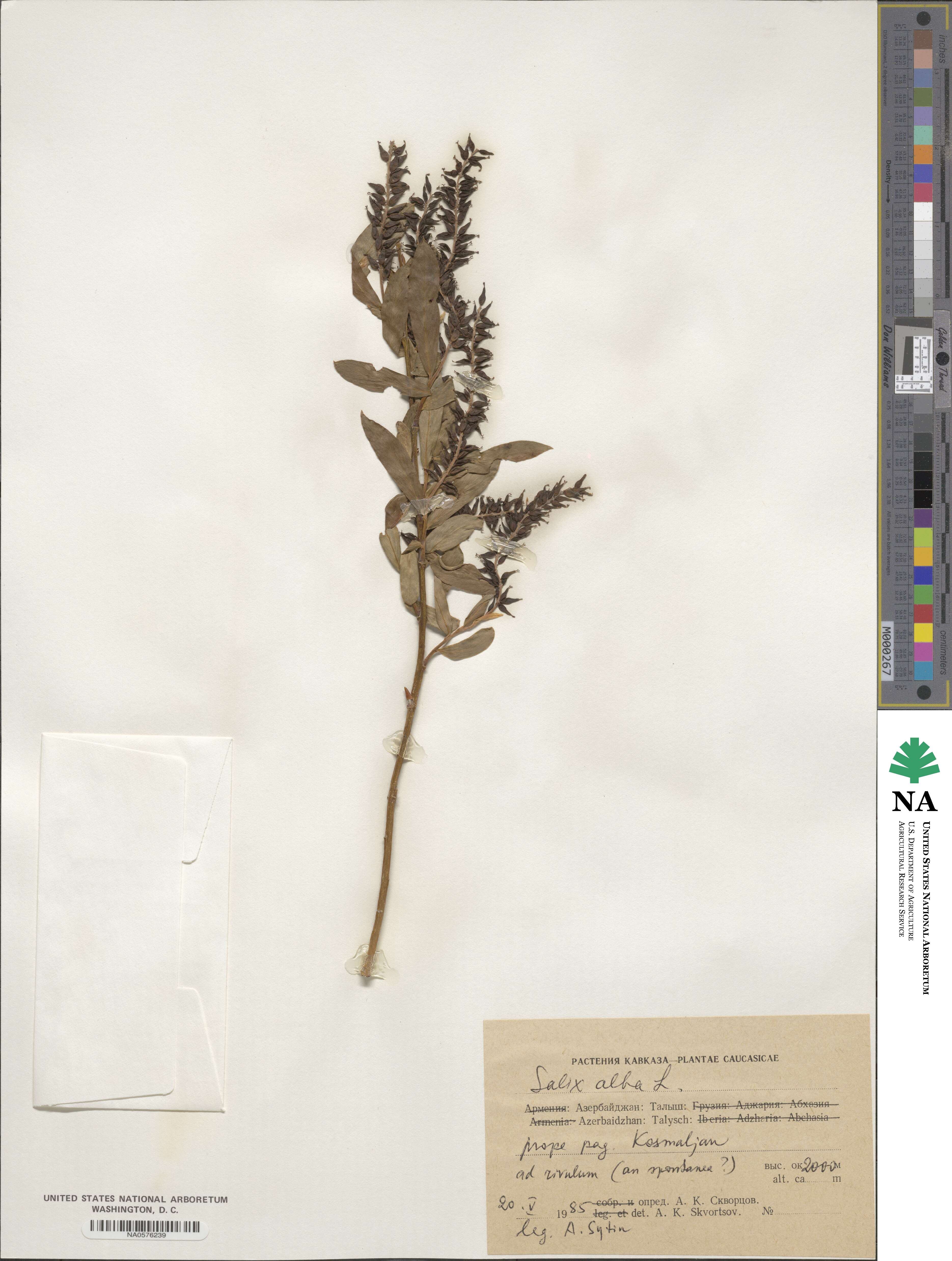 Salix alba image