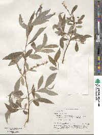 Salix alba image