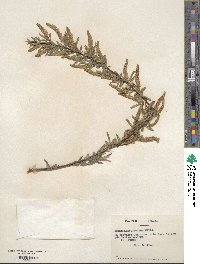 Salix humboldtiana image