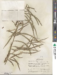 Salix humboldtiana var. martiana image