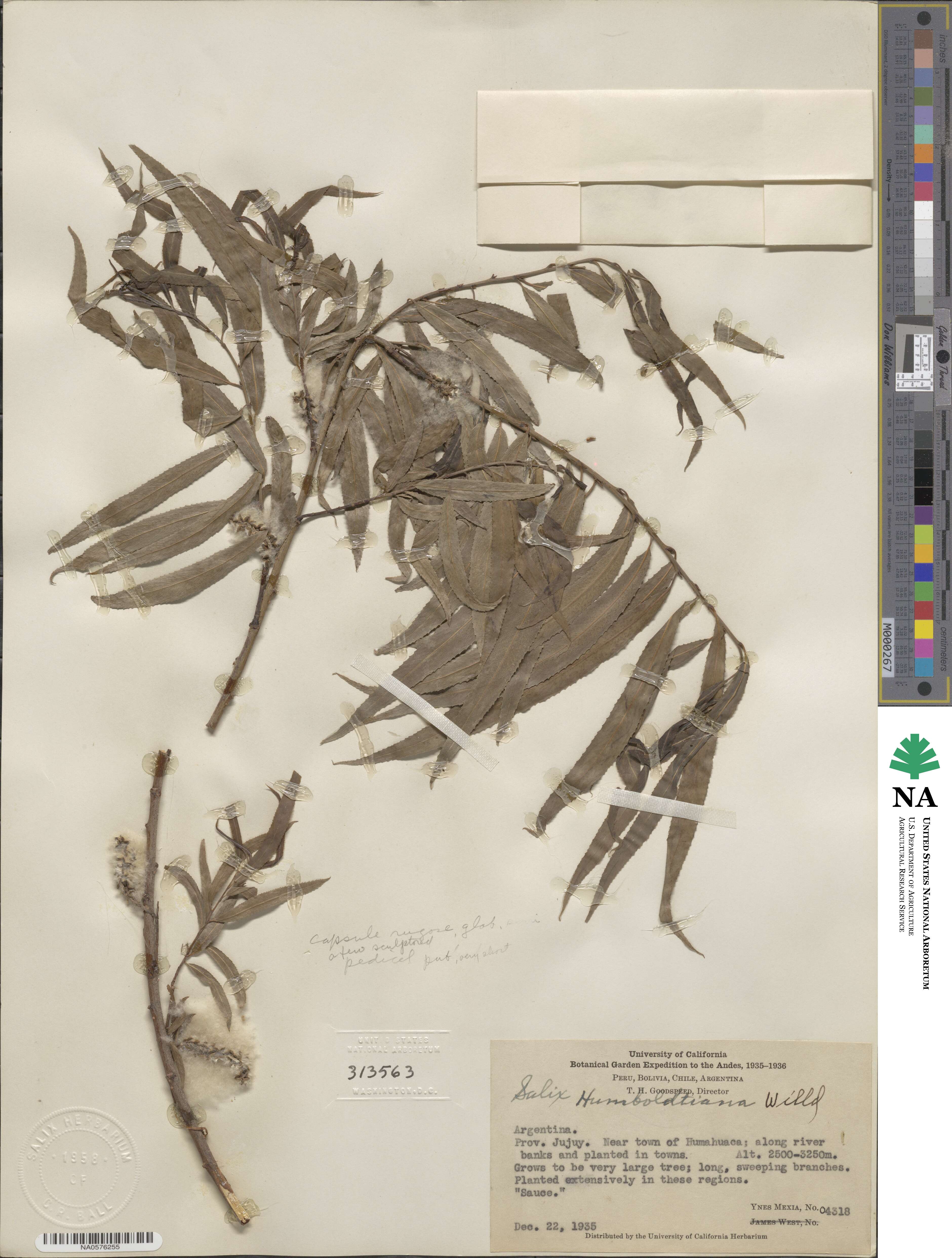 Salix humboldtiana var. martiana image