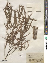 Salix humboldtiana image