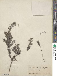 Salix taxifolia var. microphylla image