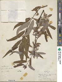 Salix caroliniana image