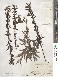 Salix alba subsp. alba image