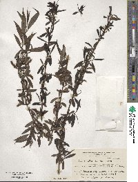 Salix alba subsp. alba image