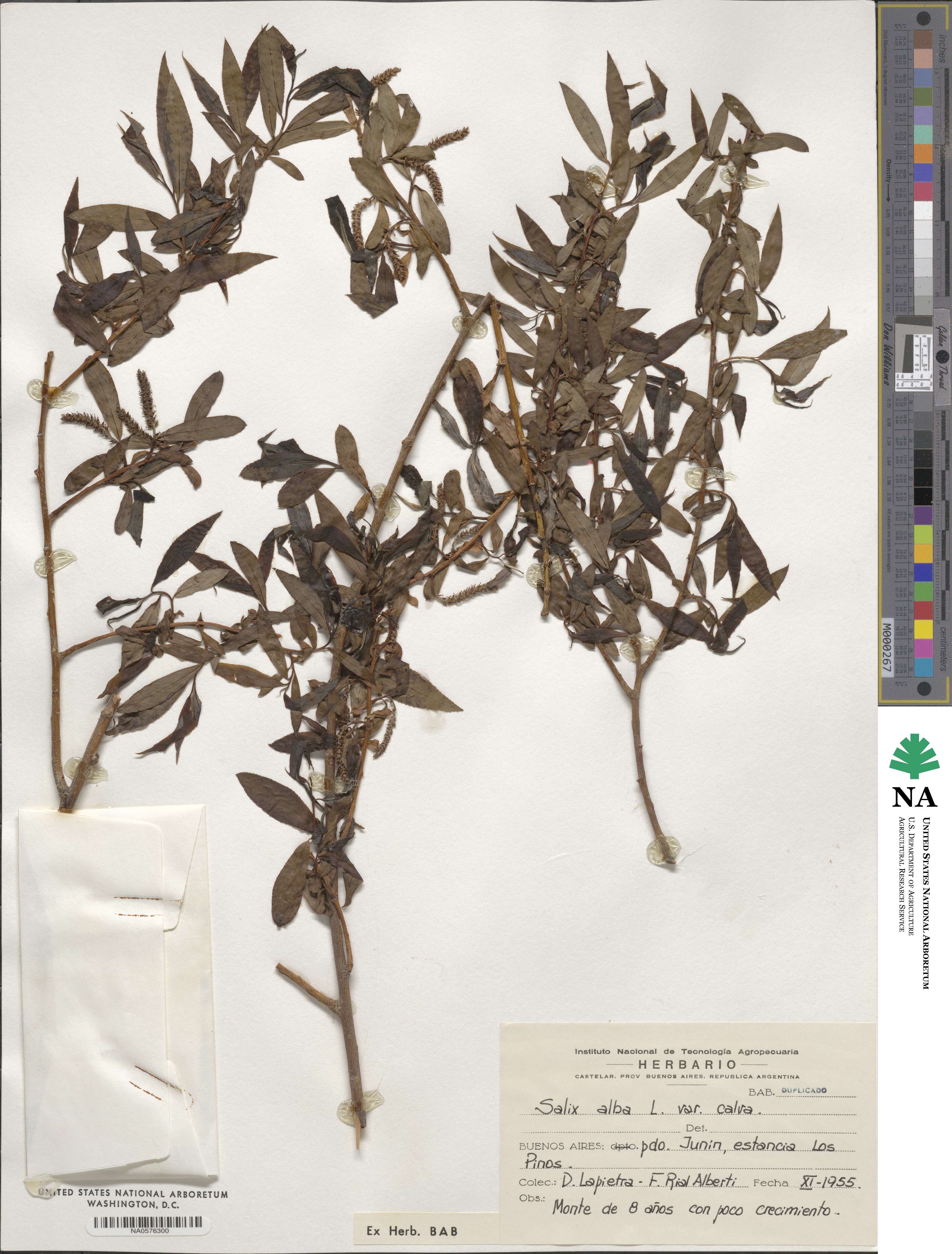 Salix alba subsp. alba image