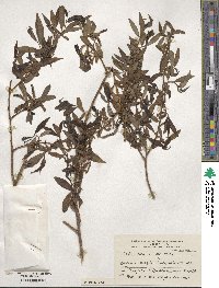 Salix alba subsp. alba image