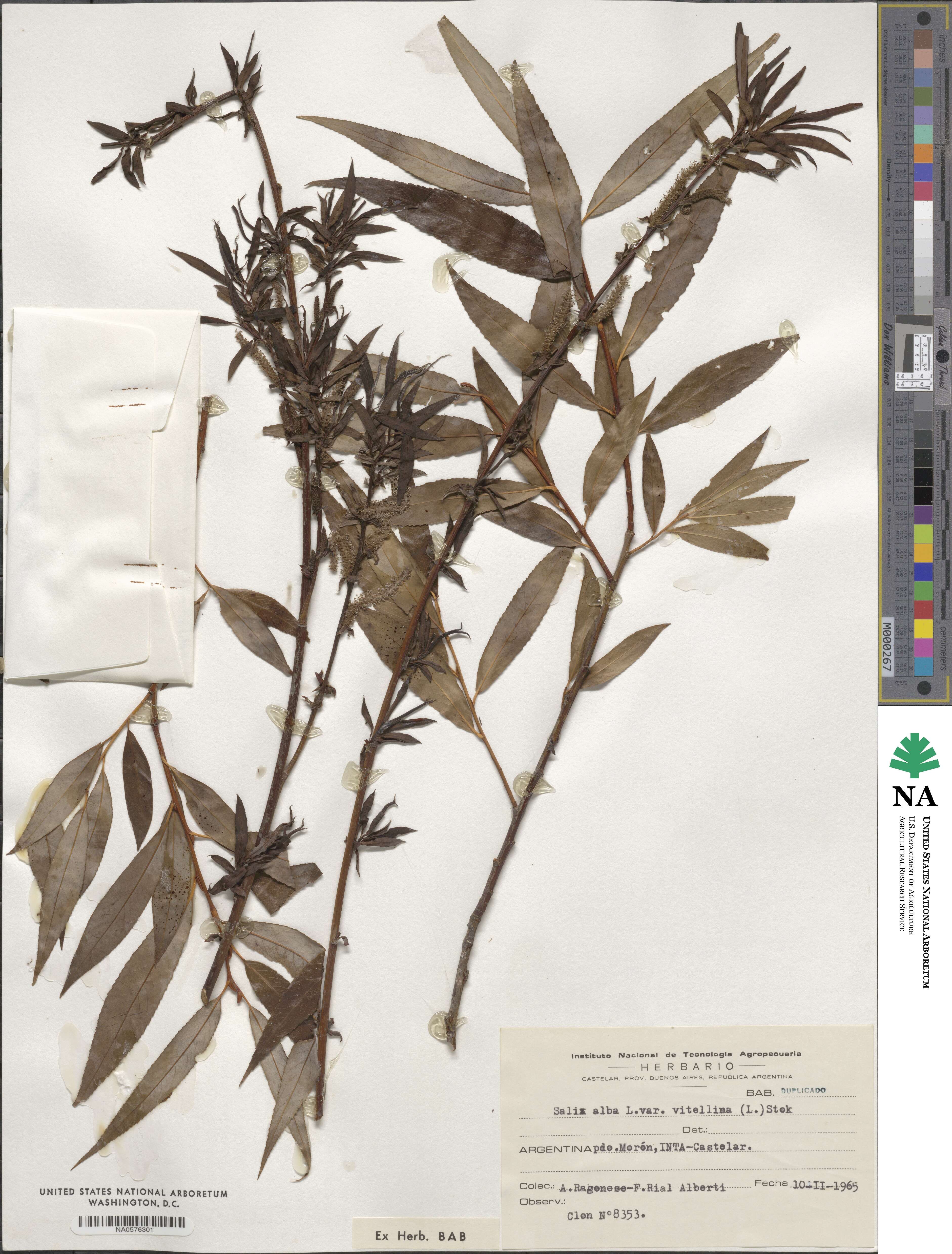 Salix alba var. vitellina image