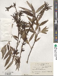 Salix alba var. vitellina image