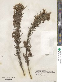 Salix humboldtiana image