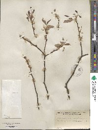 Salix laevigata var. araquipa image