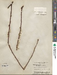 Salix laevigata var. araquipa image