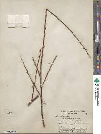 Salix laevigata var. araquipa image