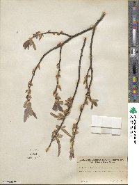 Salix laevigata var. araquipa image