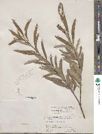 Salix lasiolepis var. bracelinae image