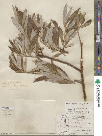 Salix lasiolepis var. bracelinae image