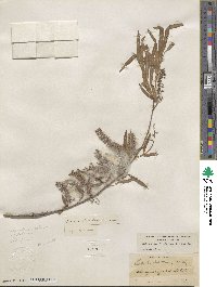 Salix nigra image